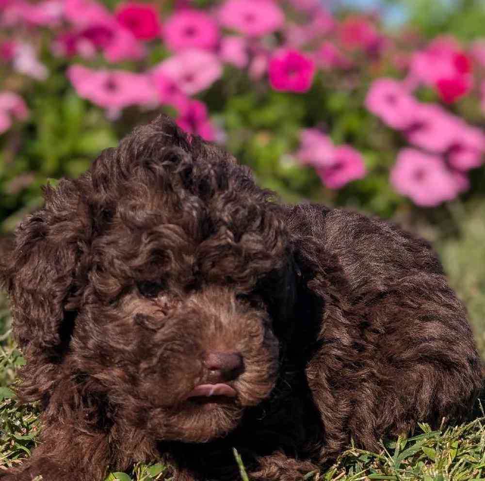 carousel pet images