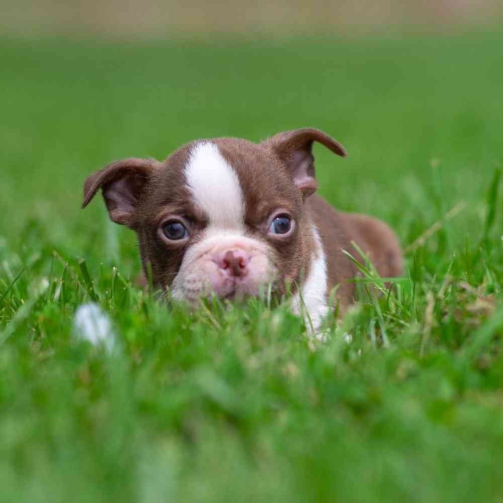 carousel pet images
