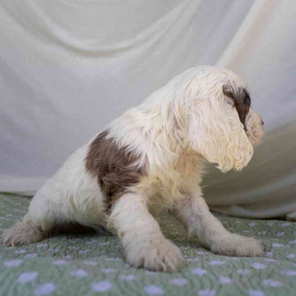 carousel pet images