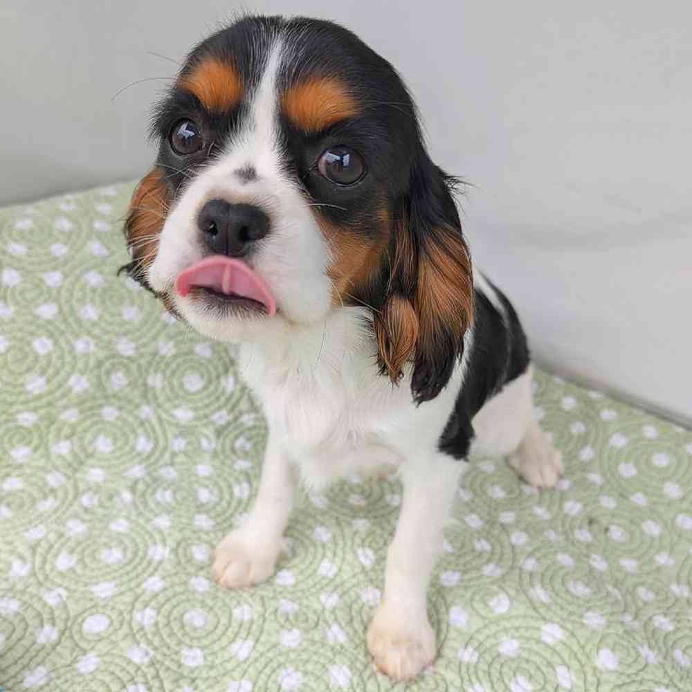 carousel pet images