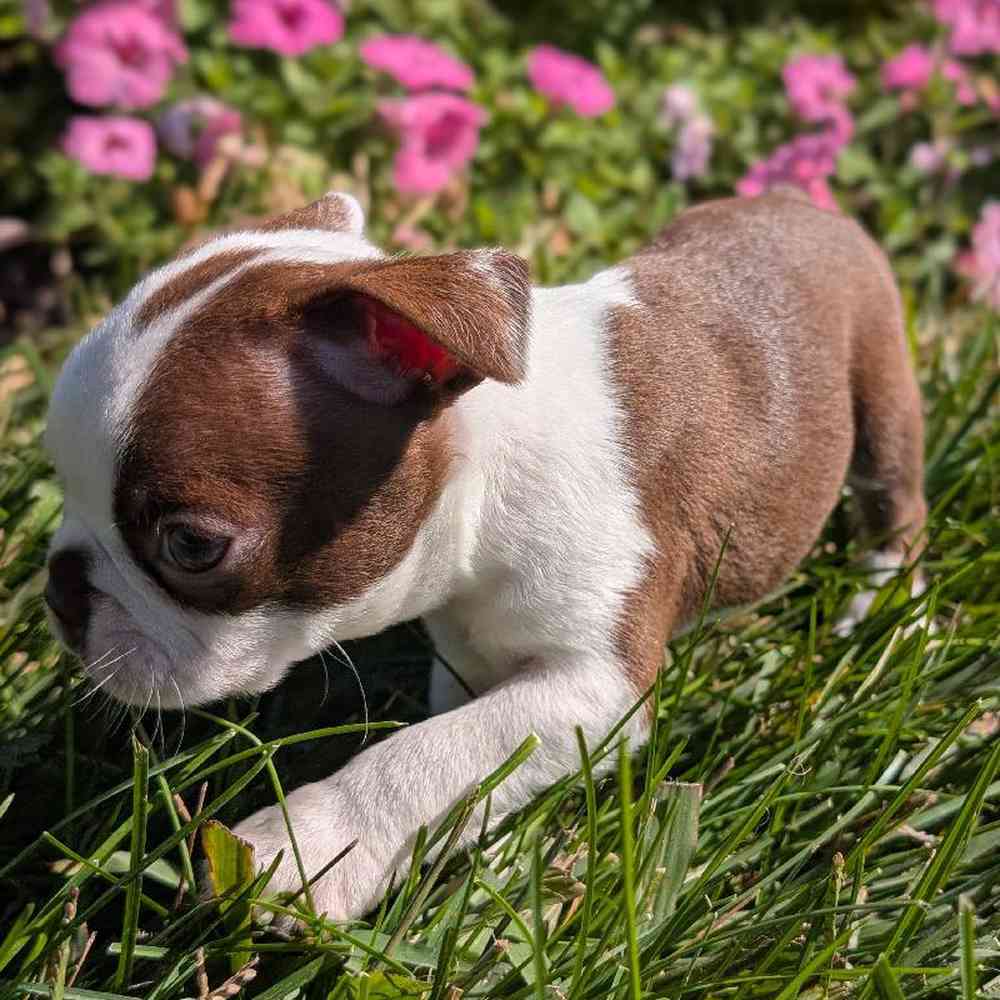 carousel pet images