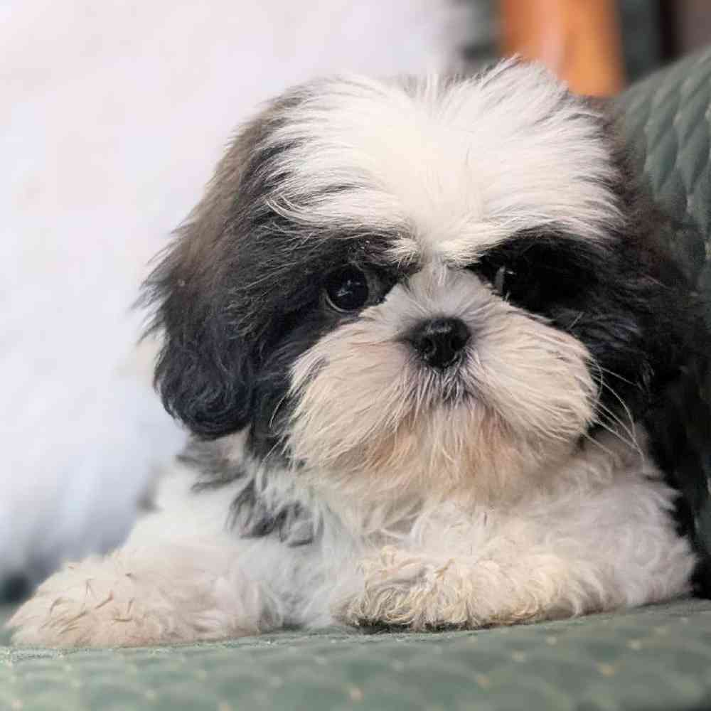 carousel pet images