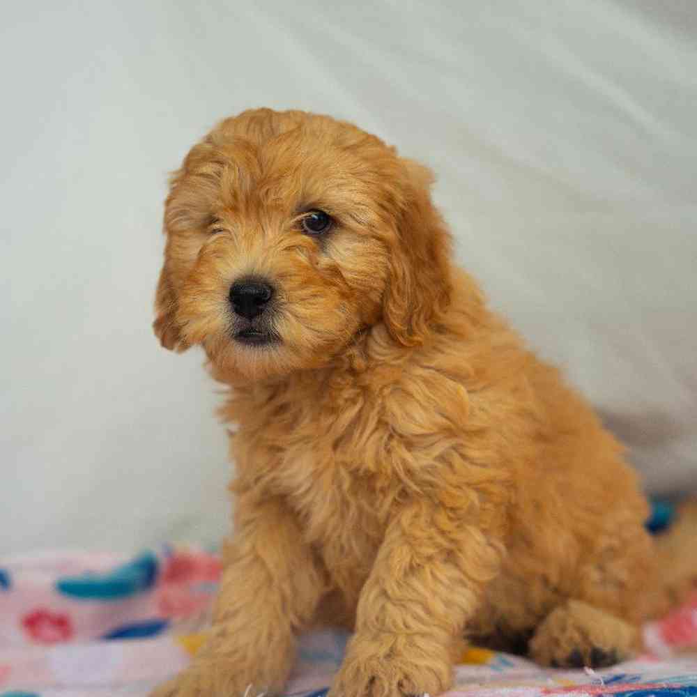 carousel pet images