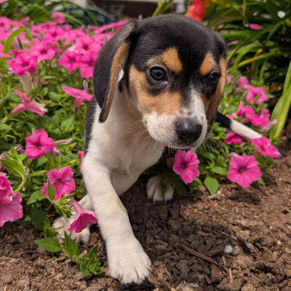 carousel pet images