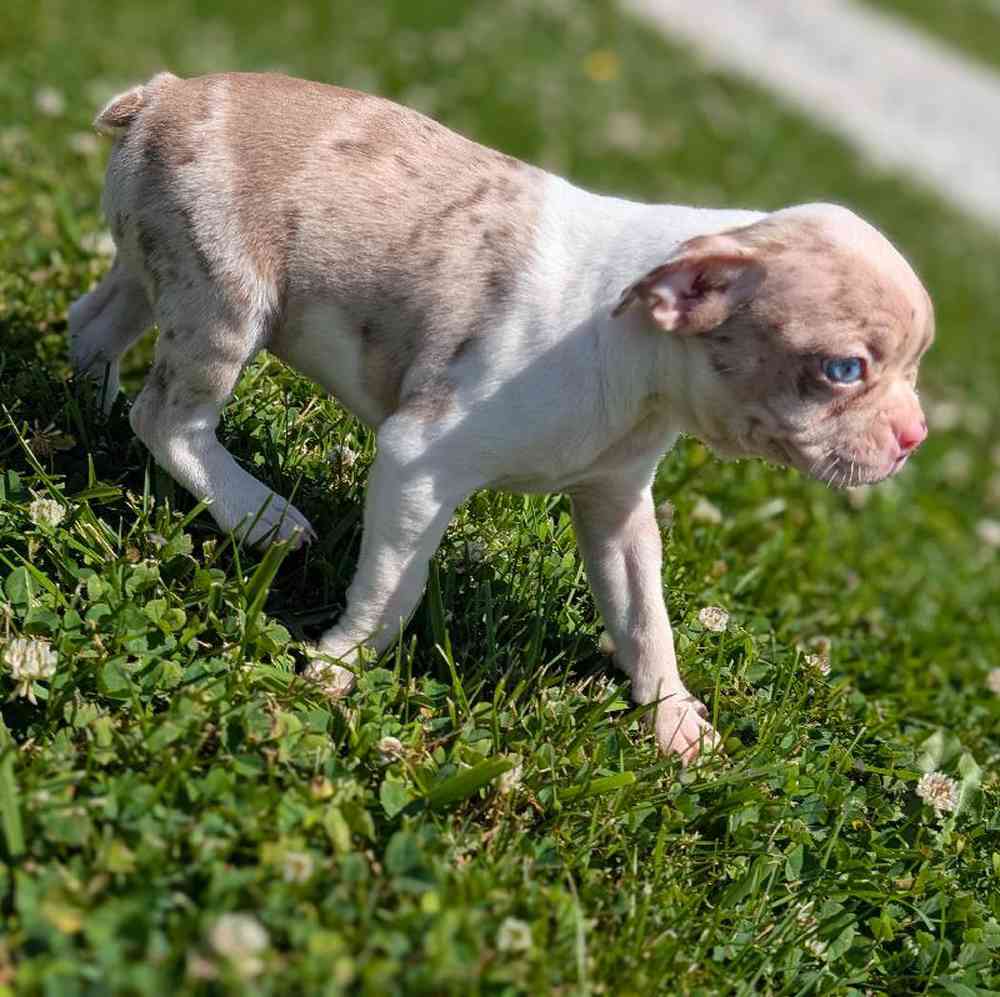 carousel pet images