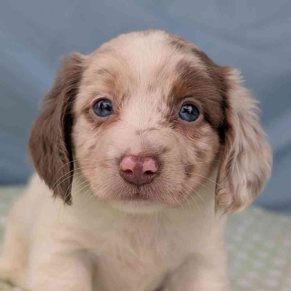 Female Mini Dachshund Puppy for Sale in Bloomington, IN
