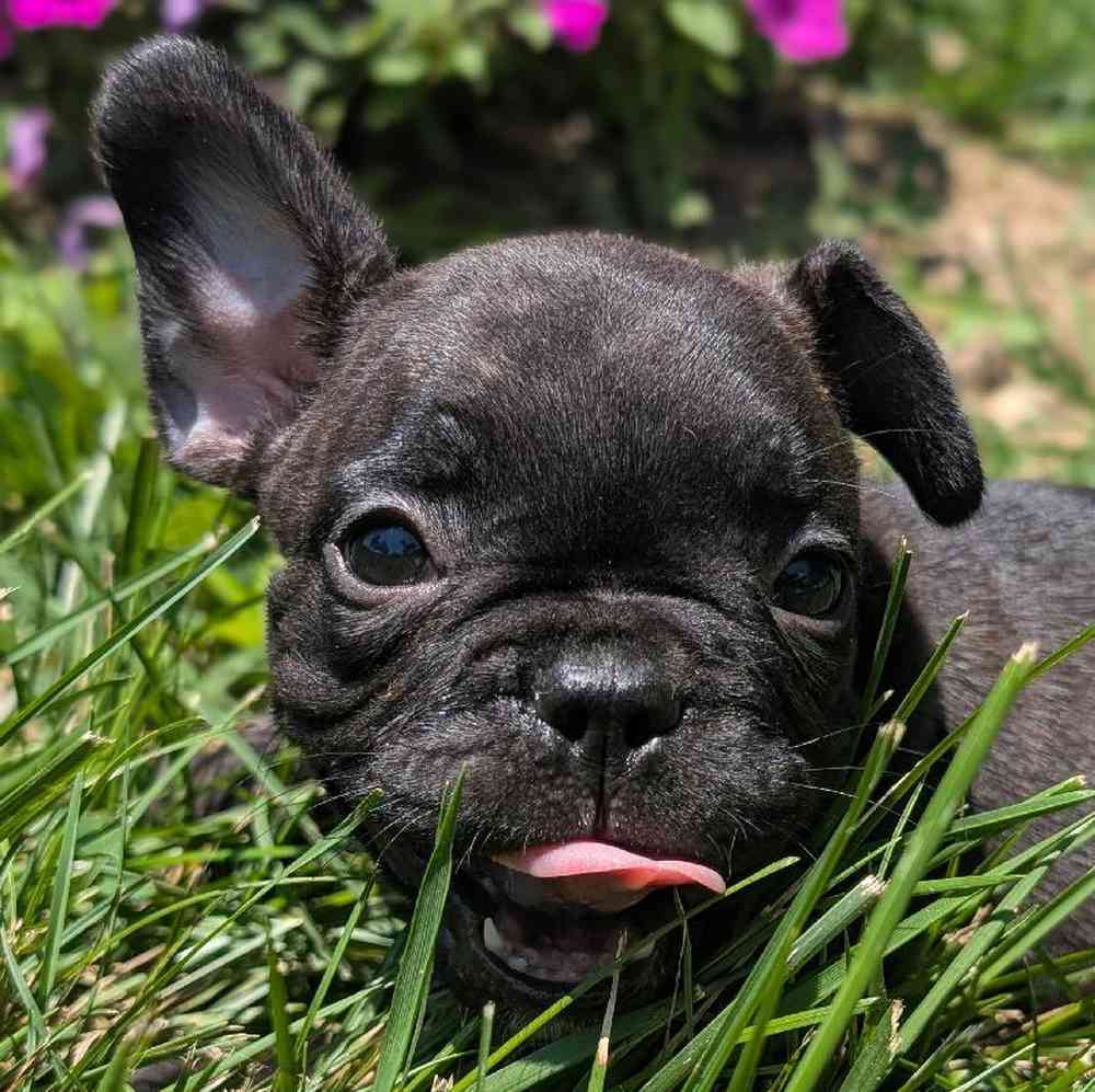 Female French Bulldog Puppy for Sale in Bloomington, IN