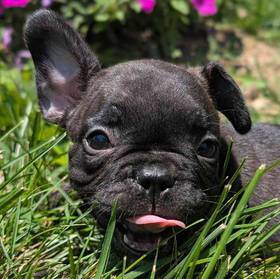 French Bulldog