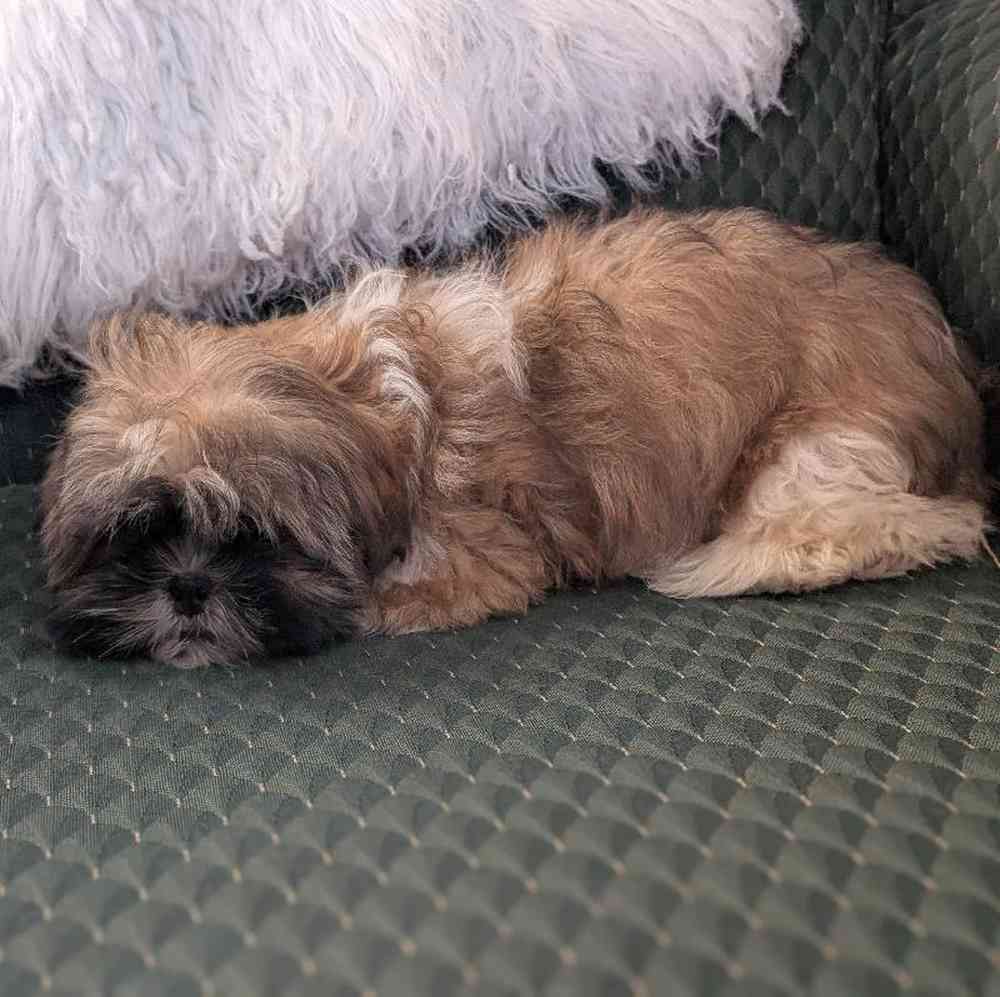 carousel pet images