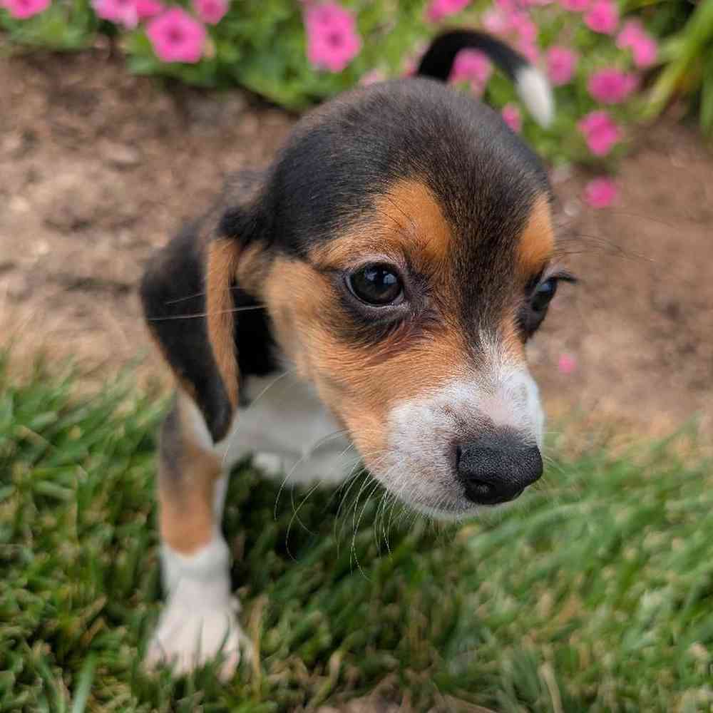carousel pet images