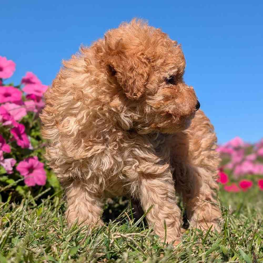 carousel pet images