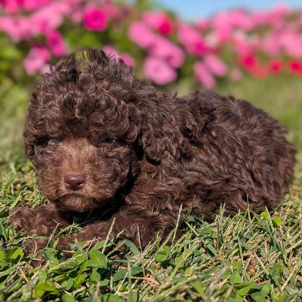 carousel pet images