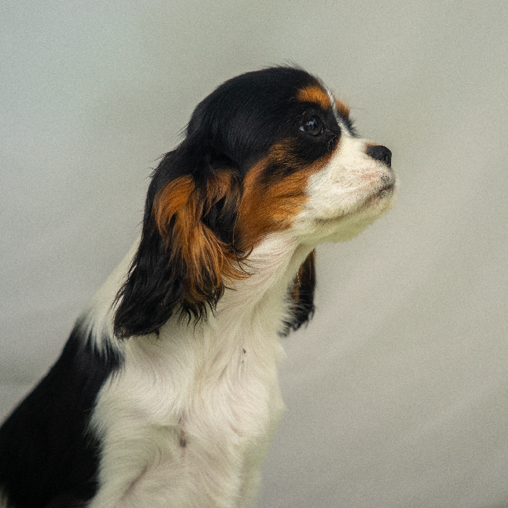 carousel pet images