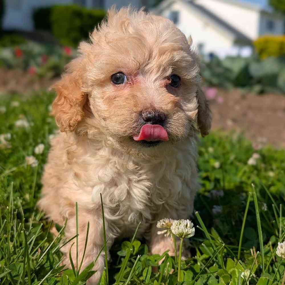Female Poodle Toy Puppy for Sale in Bloomington, IN