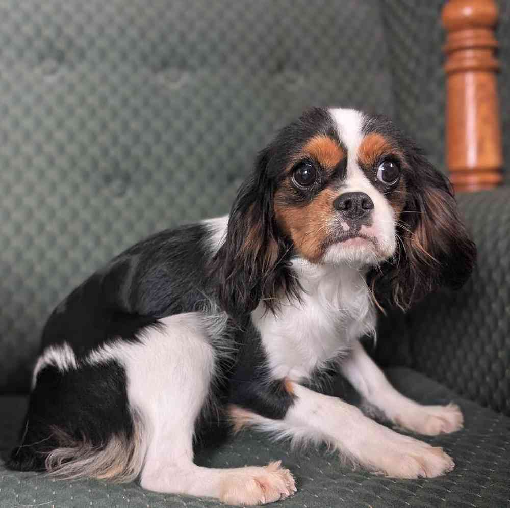 carousel pet images