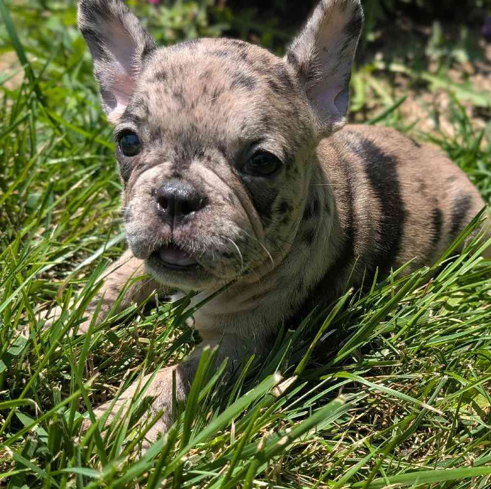 Female French Bulldog Puppy for Sale in Bloomington, IN