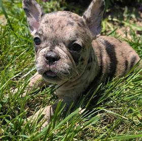 French Bulldog