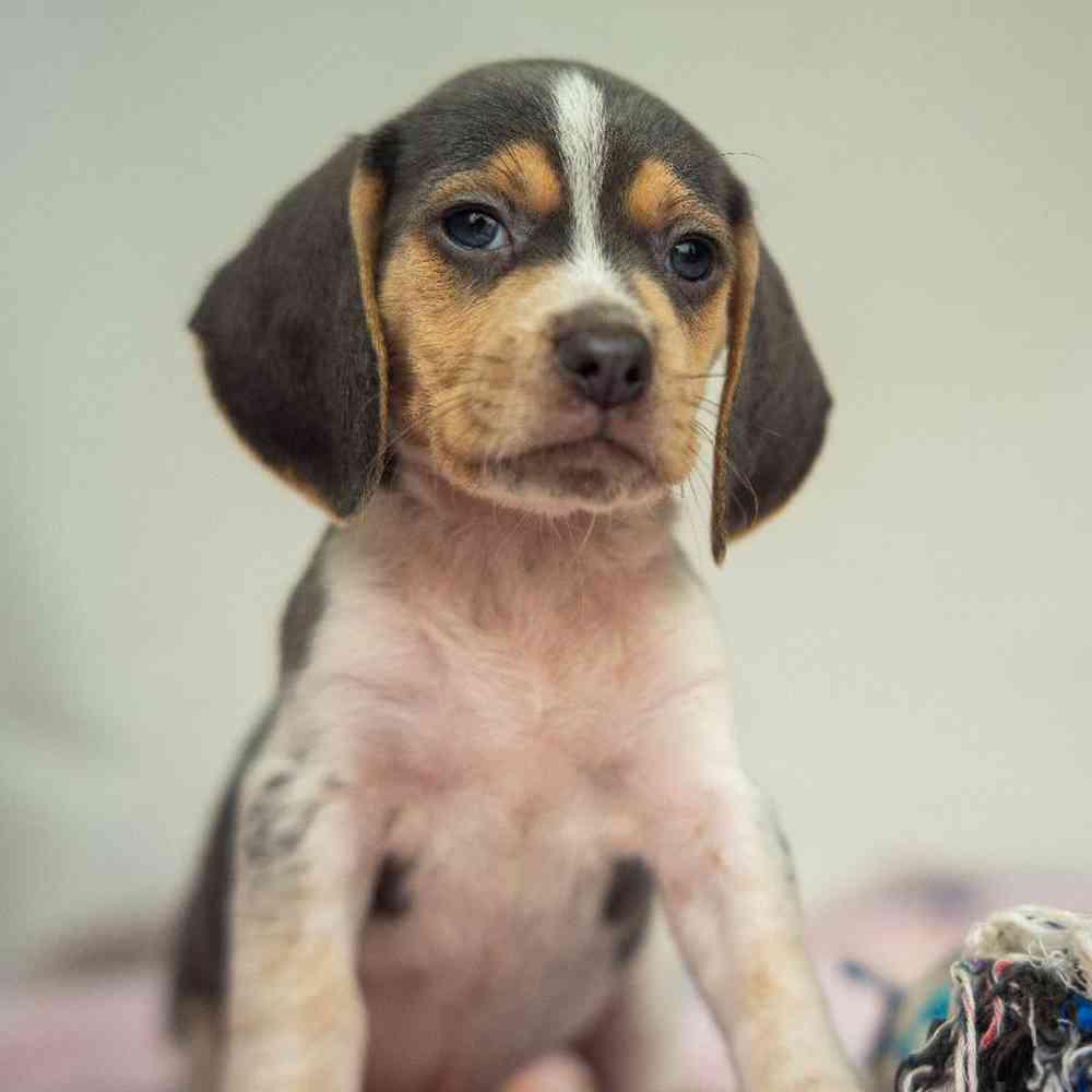 Image of a pet breed in the gallery