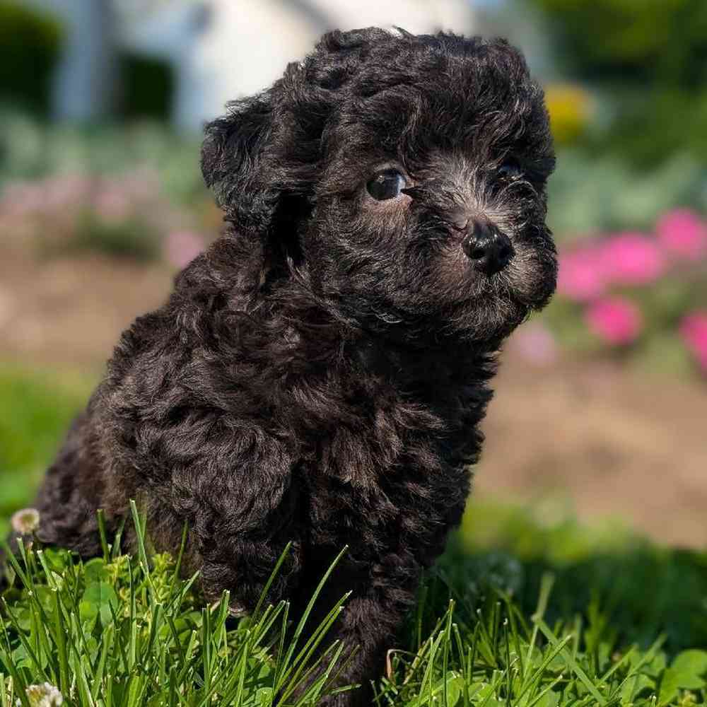 Female Poodle Toy Puppy for Sale in Bloomington, IN