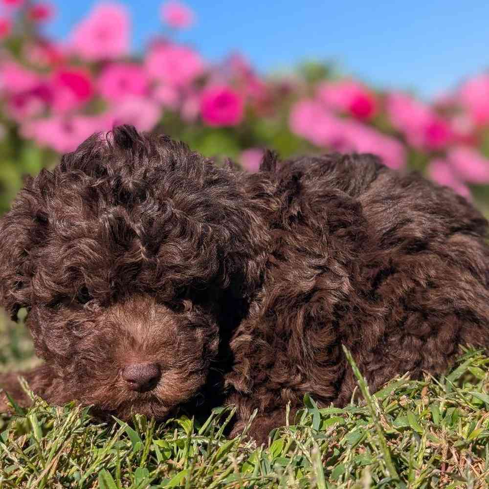 Male Poodle Toy Puppy for Sale in Bloomington, IN