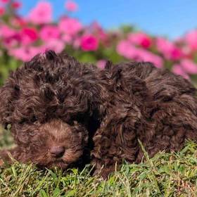 Poodle Toy