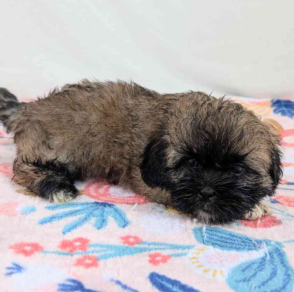 carousel pet images
