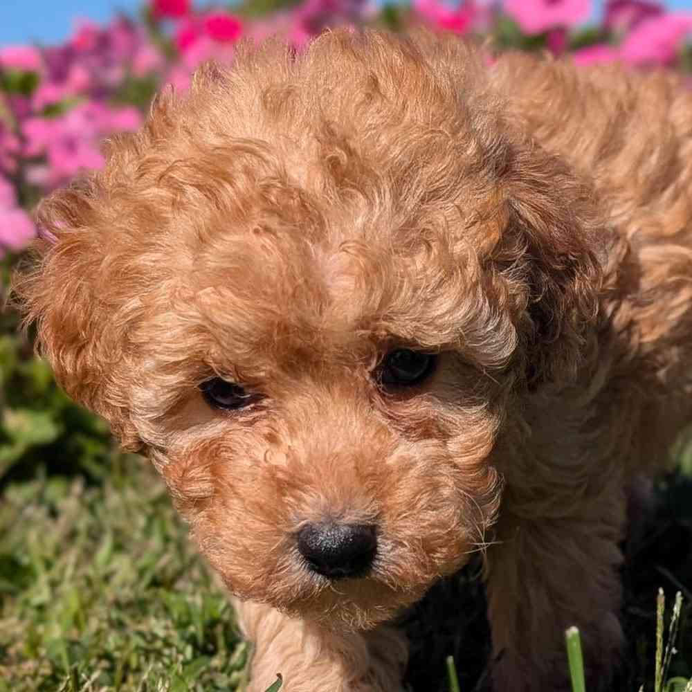 Female Poodle Toy Puppy for Sale in Bloomington, IN