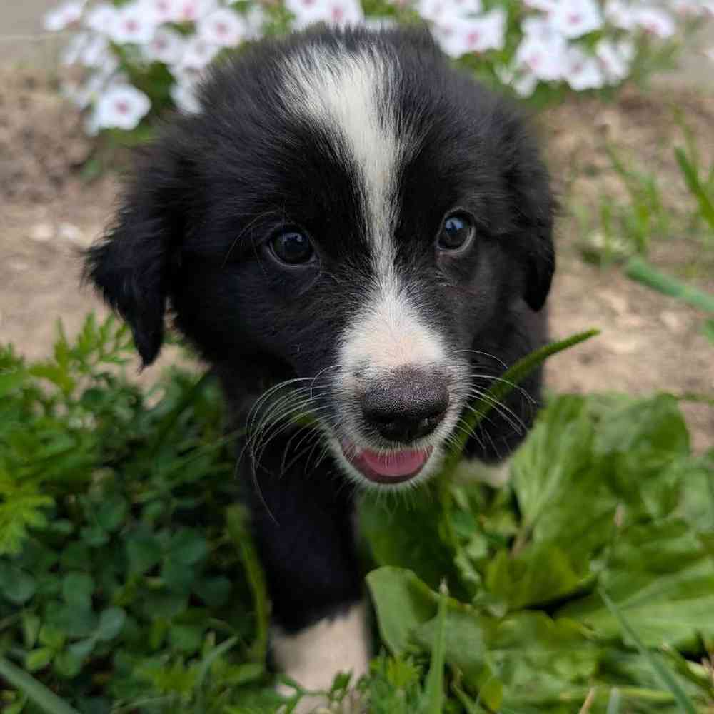 Image of a pet breed in the gallery