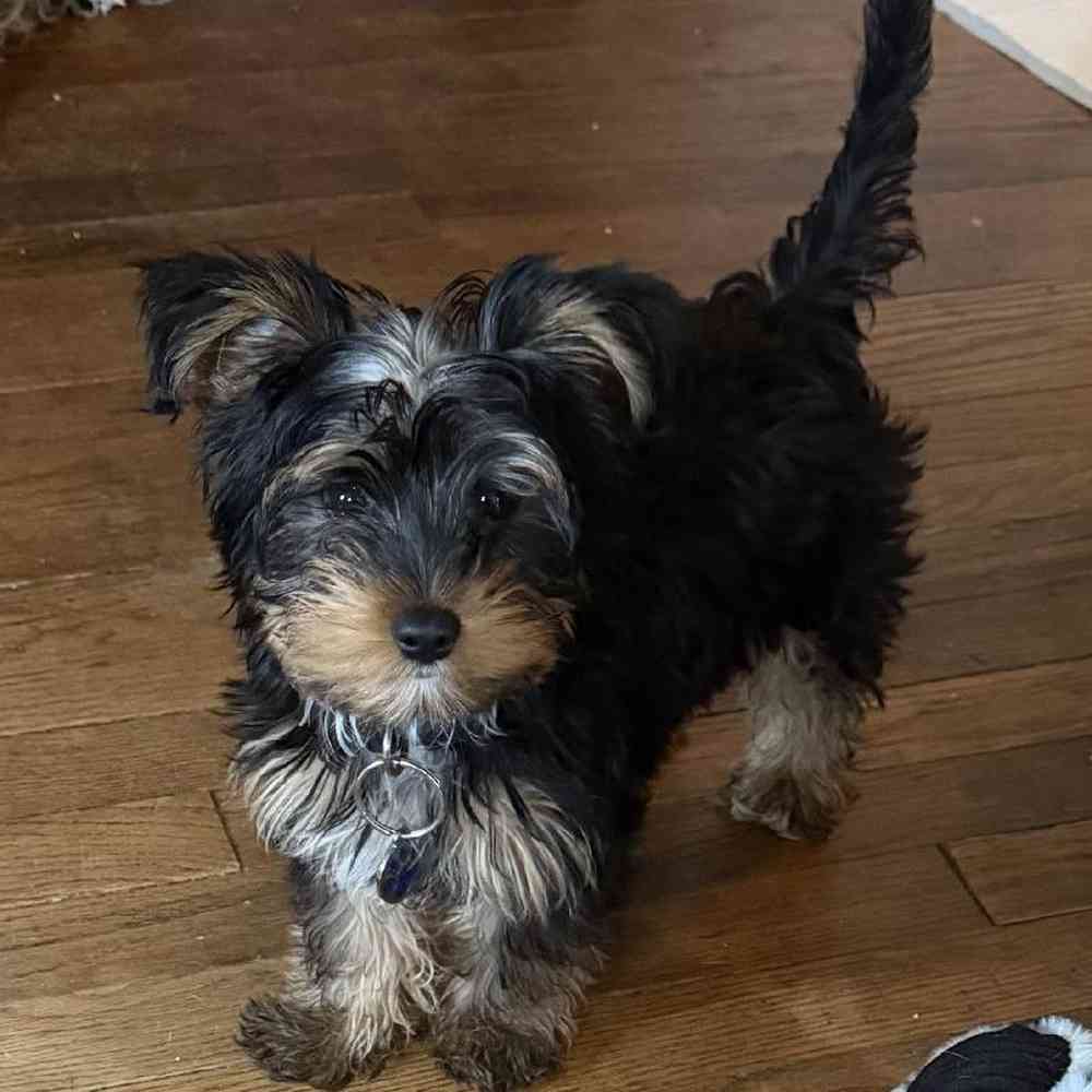 Male Yorkie Puppy for Sale in Bloomington, IN