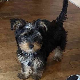 Yorkie