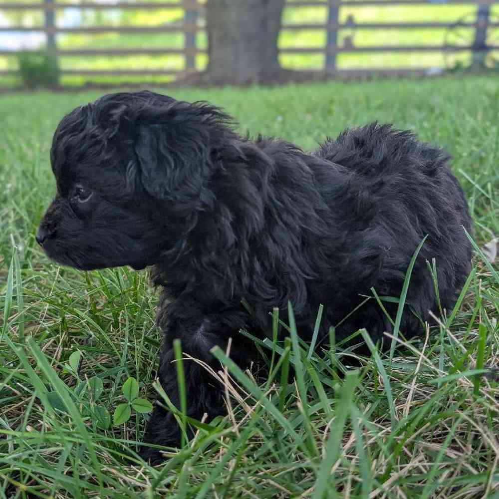 carousel pet images
