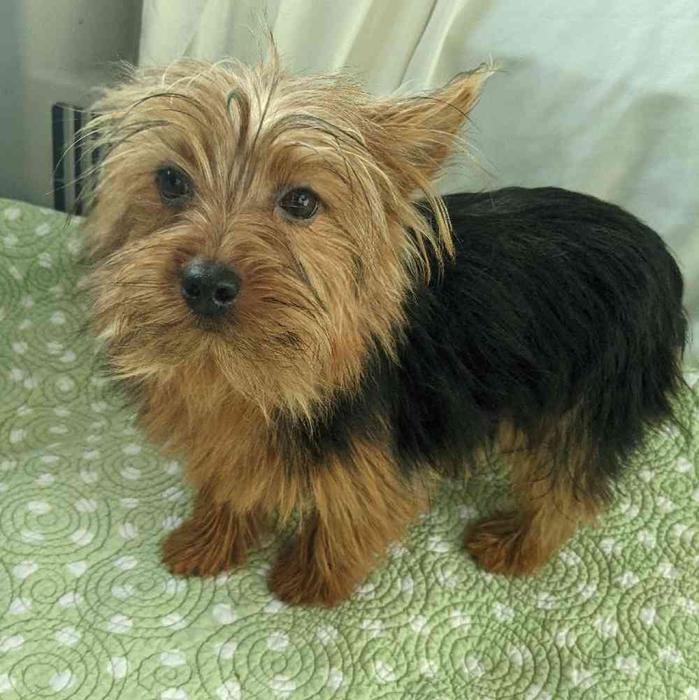 carousel pet images