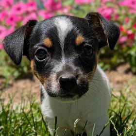 Jack Russell Terrier