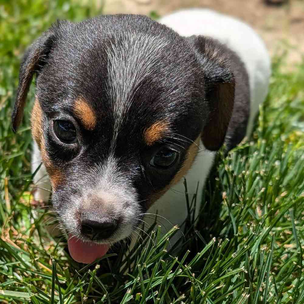 carousel pet images
