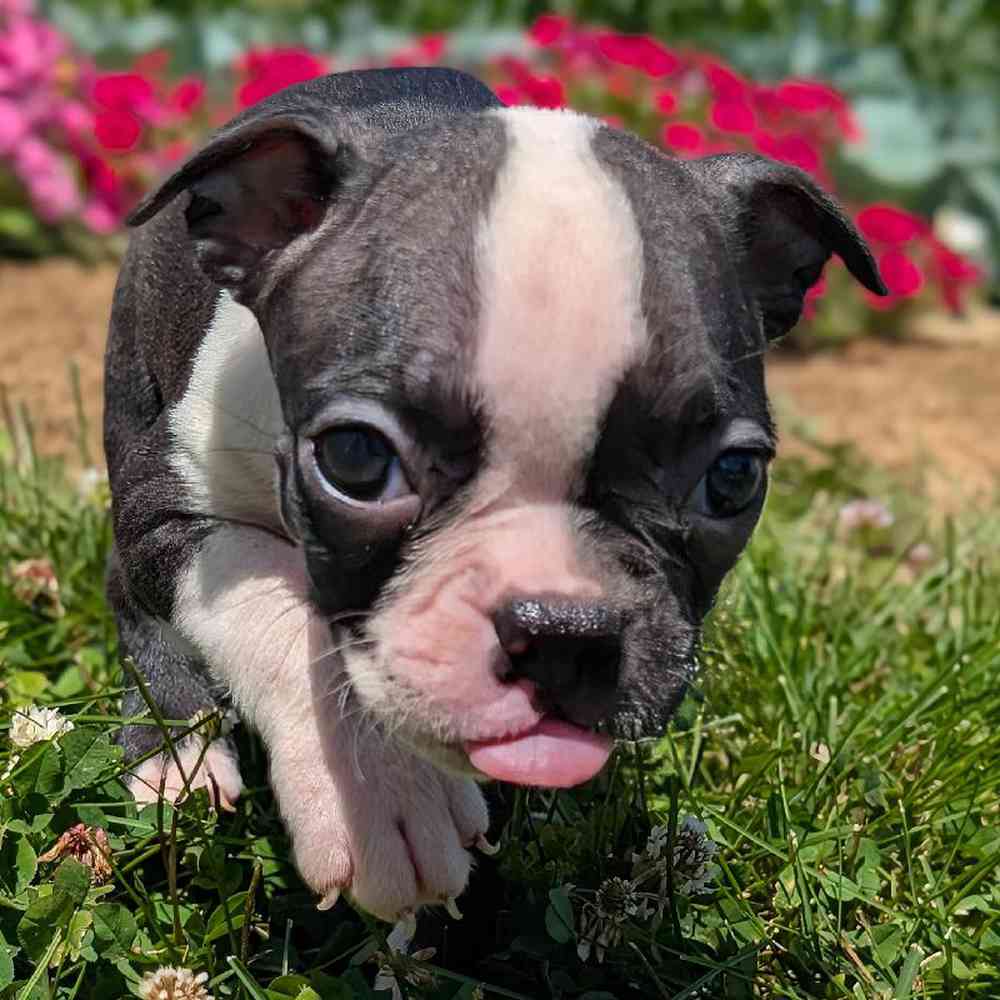 carousel pet images