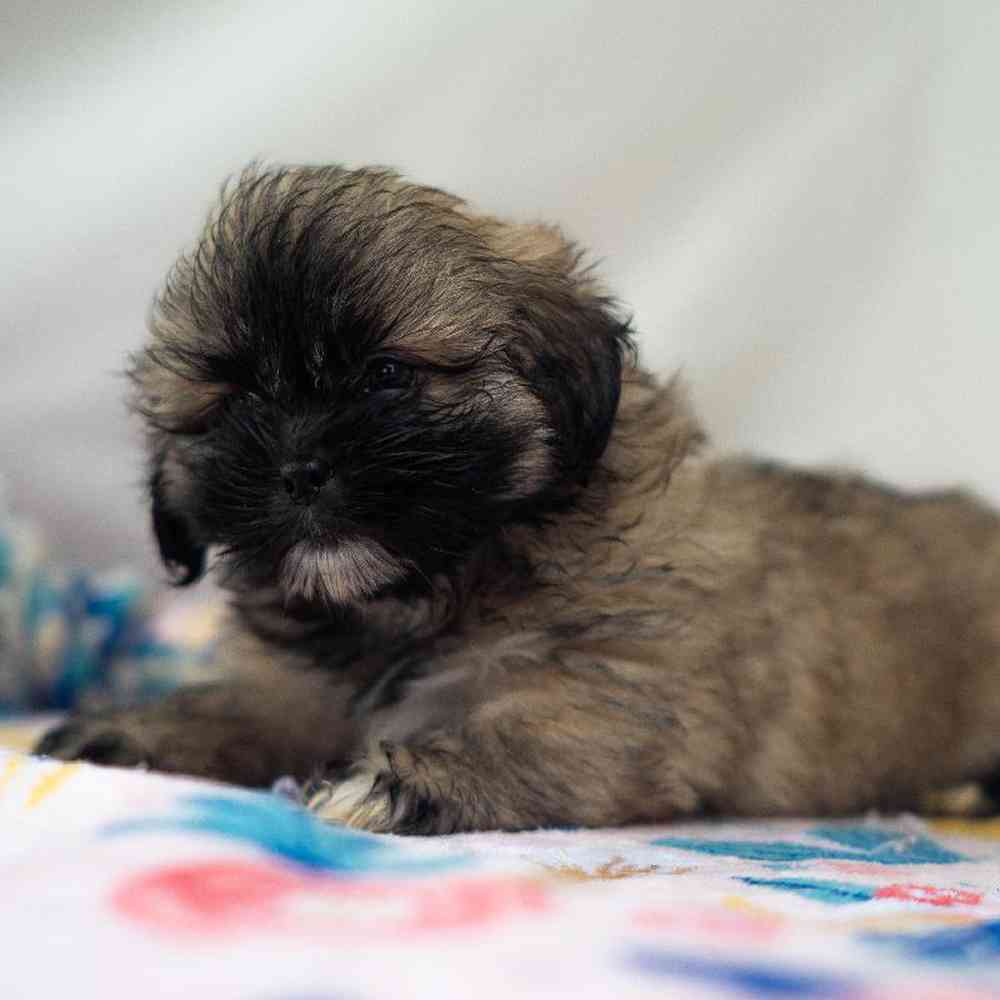 carousel pet images