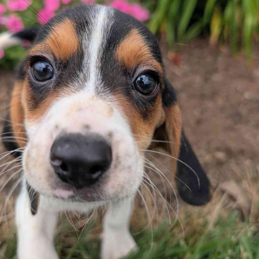 carousel pet images