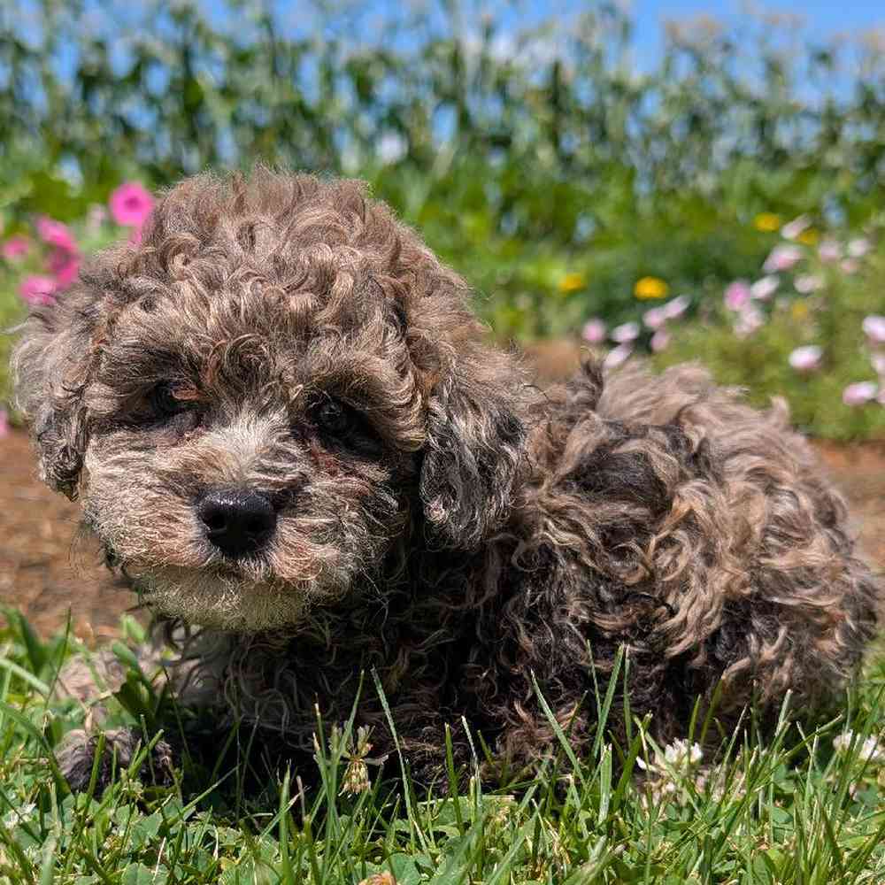 carousel pet images