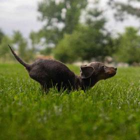 Mini Dachshund