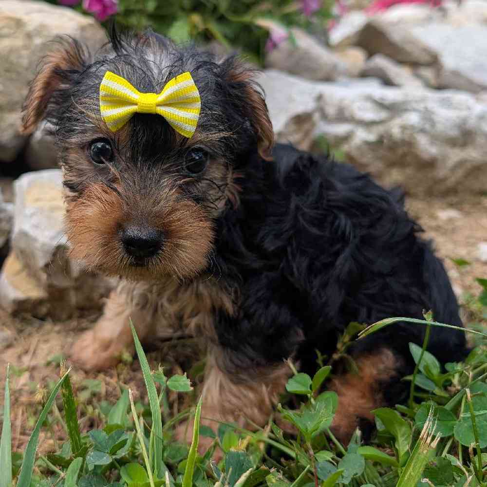 Image of a pet breed in the gallery