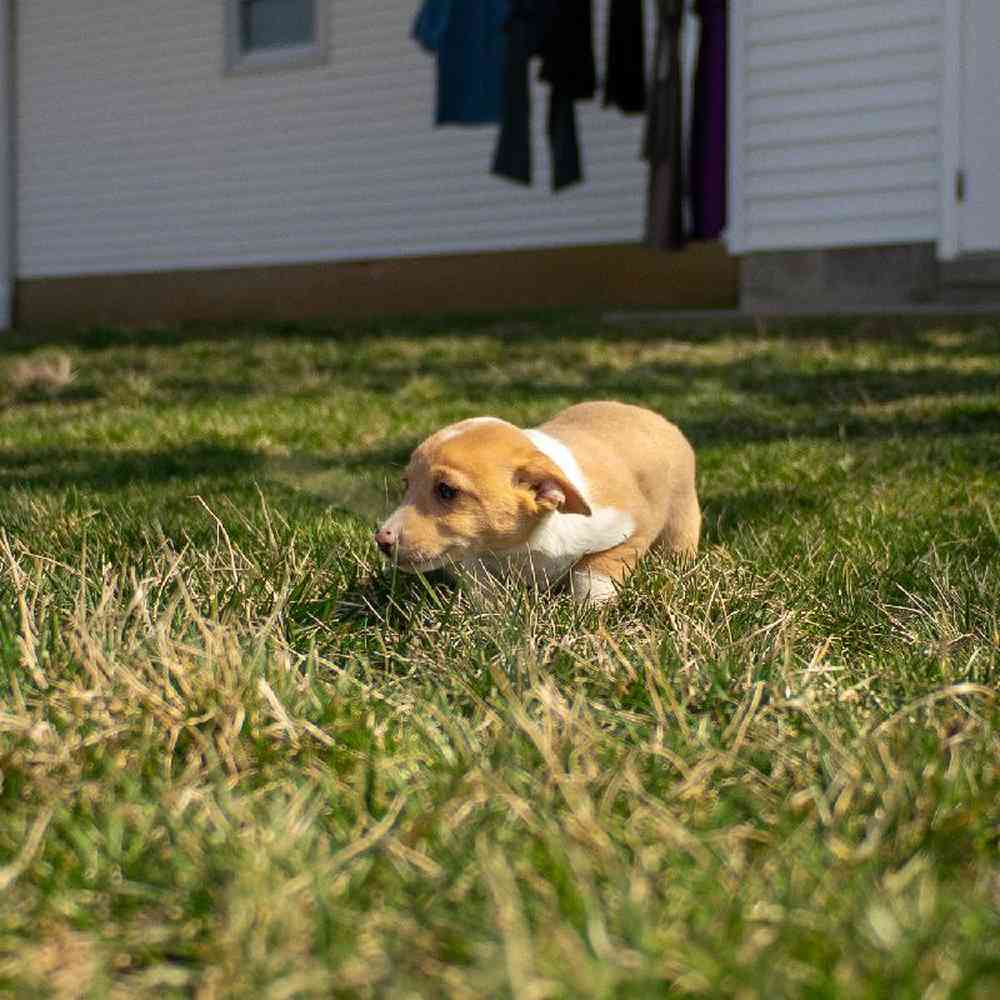 carousel pet images