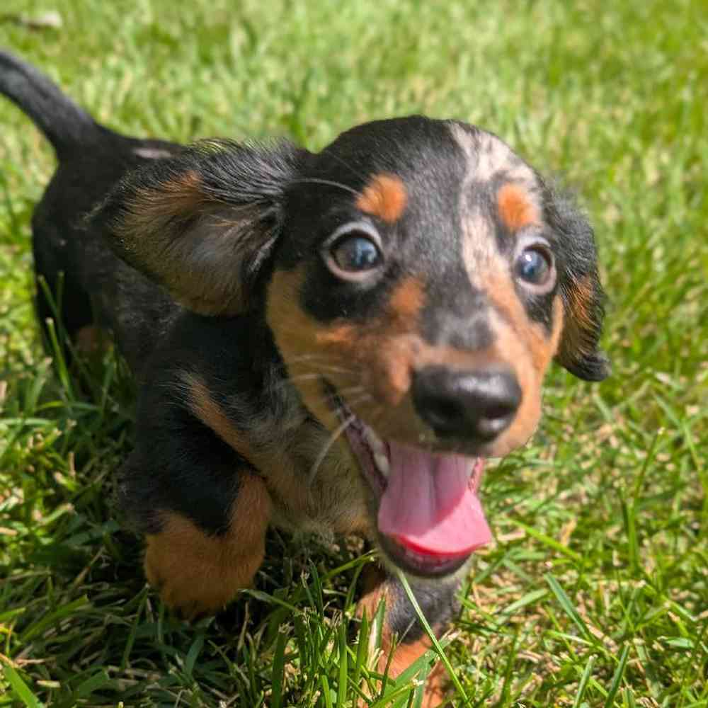 carousel pet images