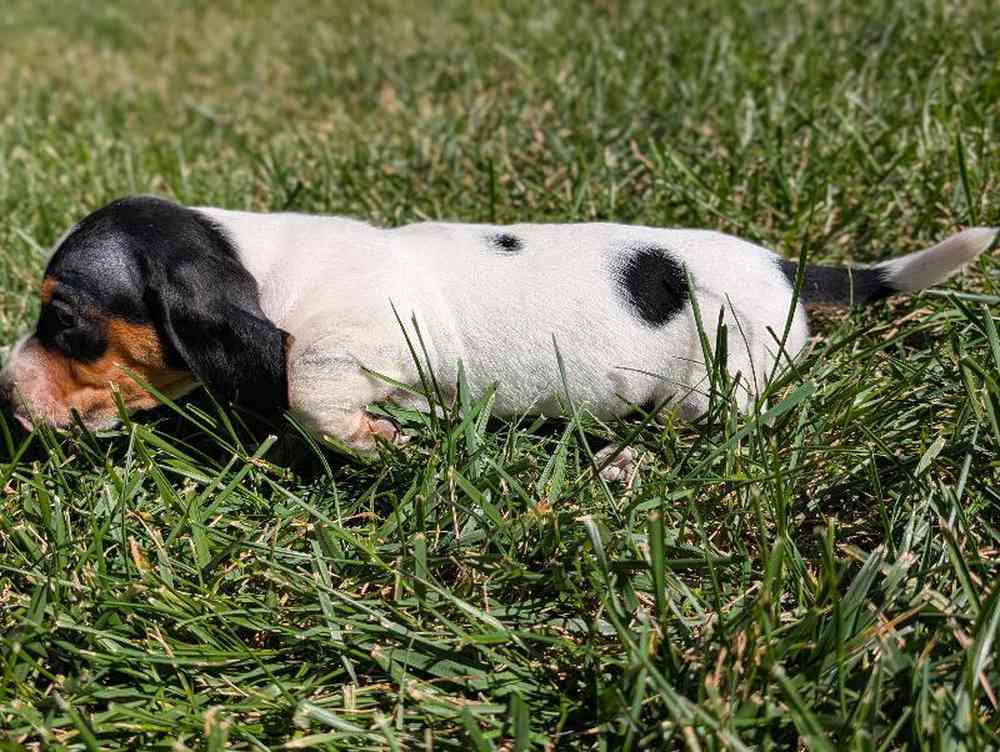 carousel pet images