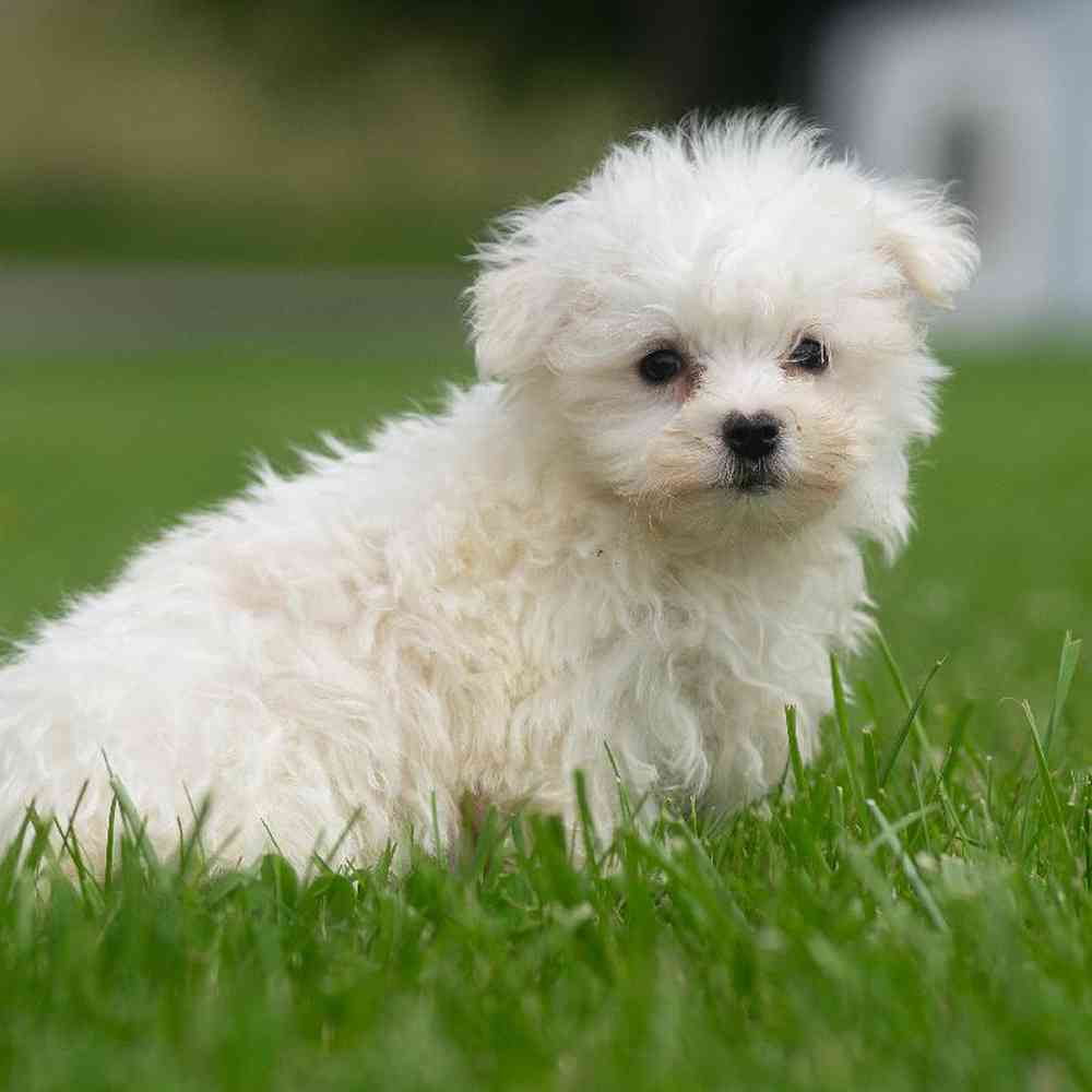 Male Maltese Puppy for Sale in Bloomington, IN