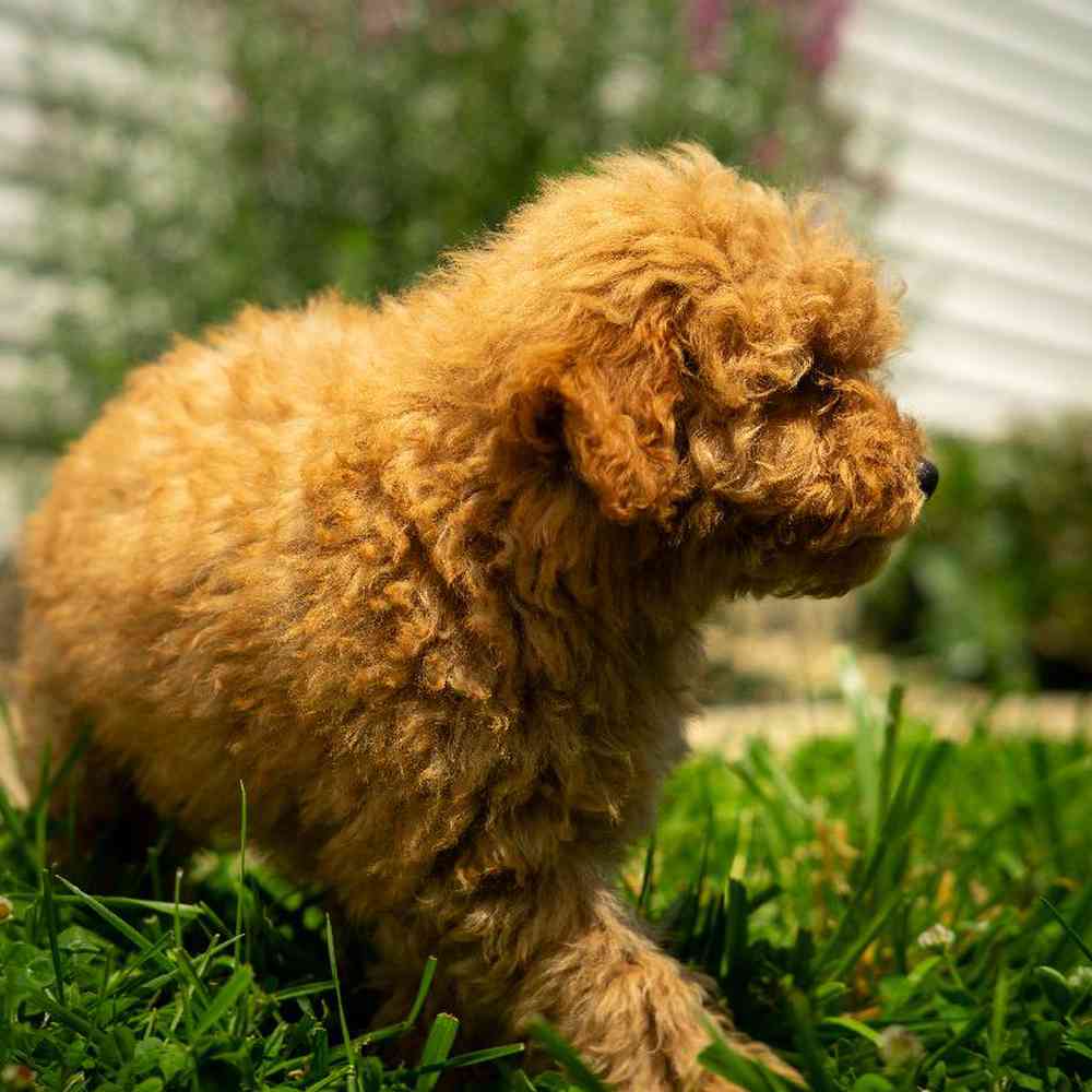 carousel pet images