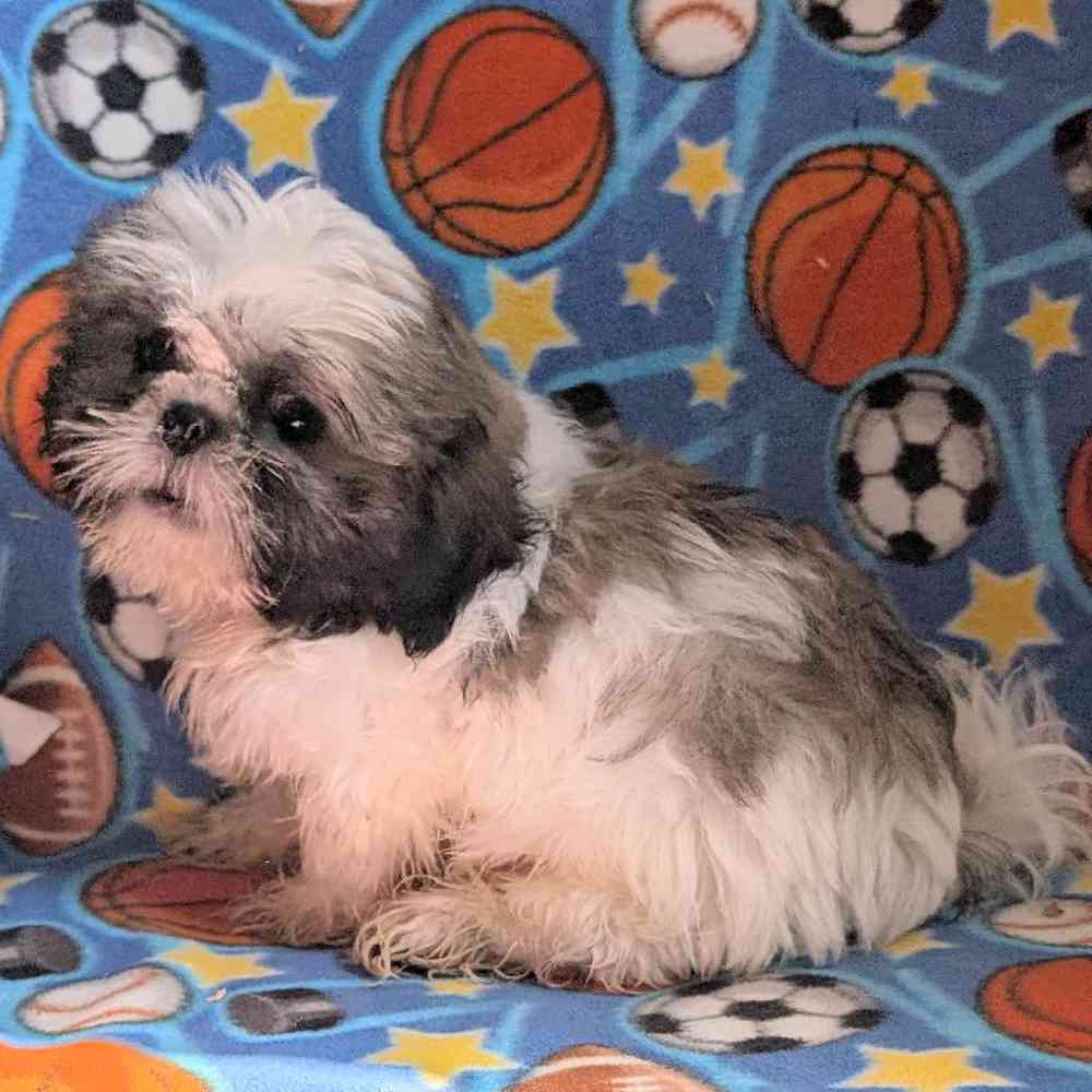 carousel pet images