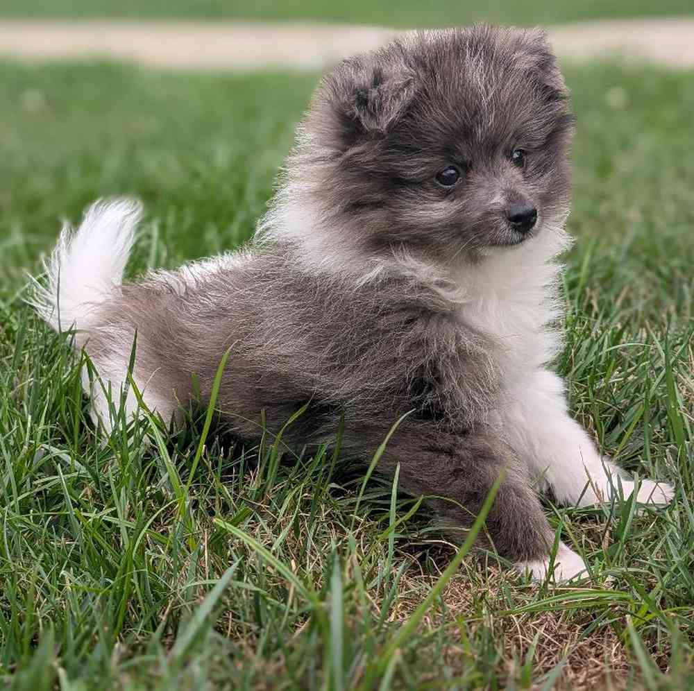 Male Pomeranian Puppy for Sale in Bloomington, IN