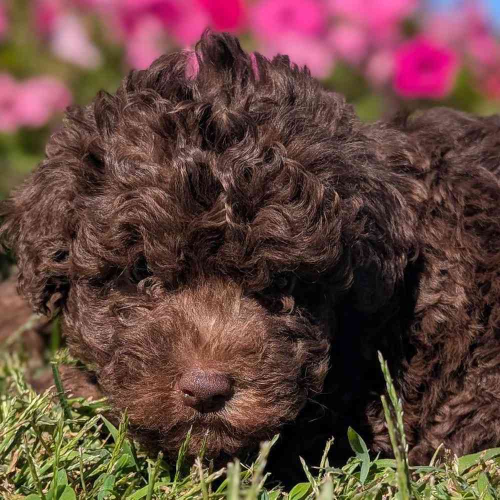 carousel pet images