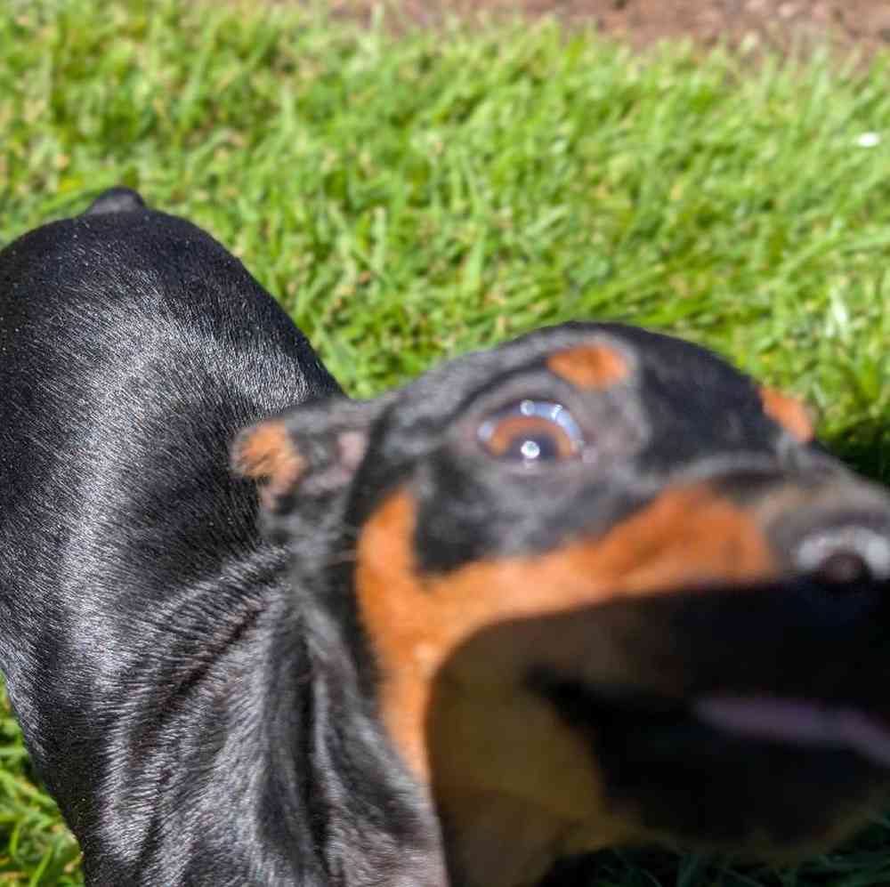 carousel pet images