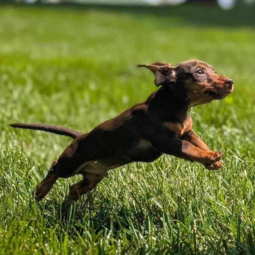 carousel pet images